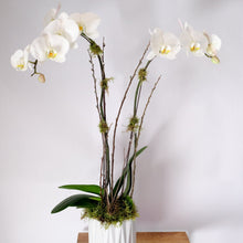 Load image into Gallery viewer, Orchid Planter