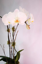 Load image into Gallery viewer, Orchid Planter