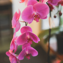 Load image into Gallery viewer, Orchid Planter