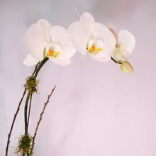 Load image into Gallery viewer, Orchid Planter