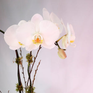 Orchid Planter