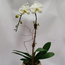 Load image into Gallery viewer, Orchid Planter