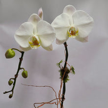 Load image into Gallery viewer, Orchid Planter