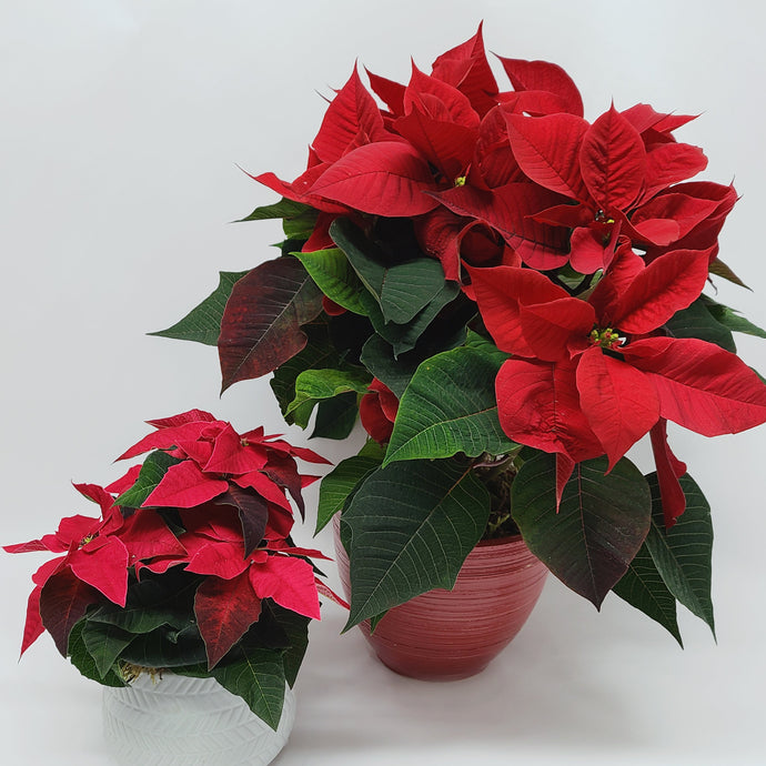 Poinsettia Planter