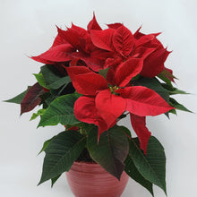 Load image into Gallery viewer, Poinsettia Planter
