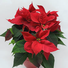 Load image into Gallery viewer, Poinsettia Planter