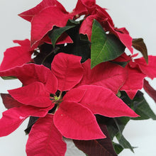 Load image into Gallery viewer, Poinsettia Planter