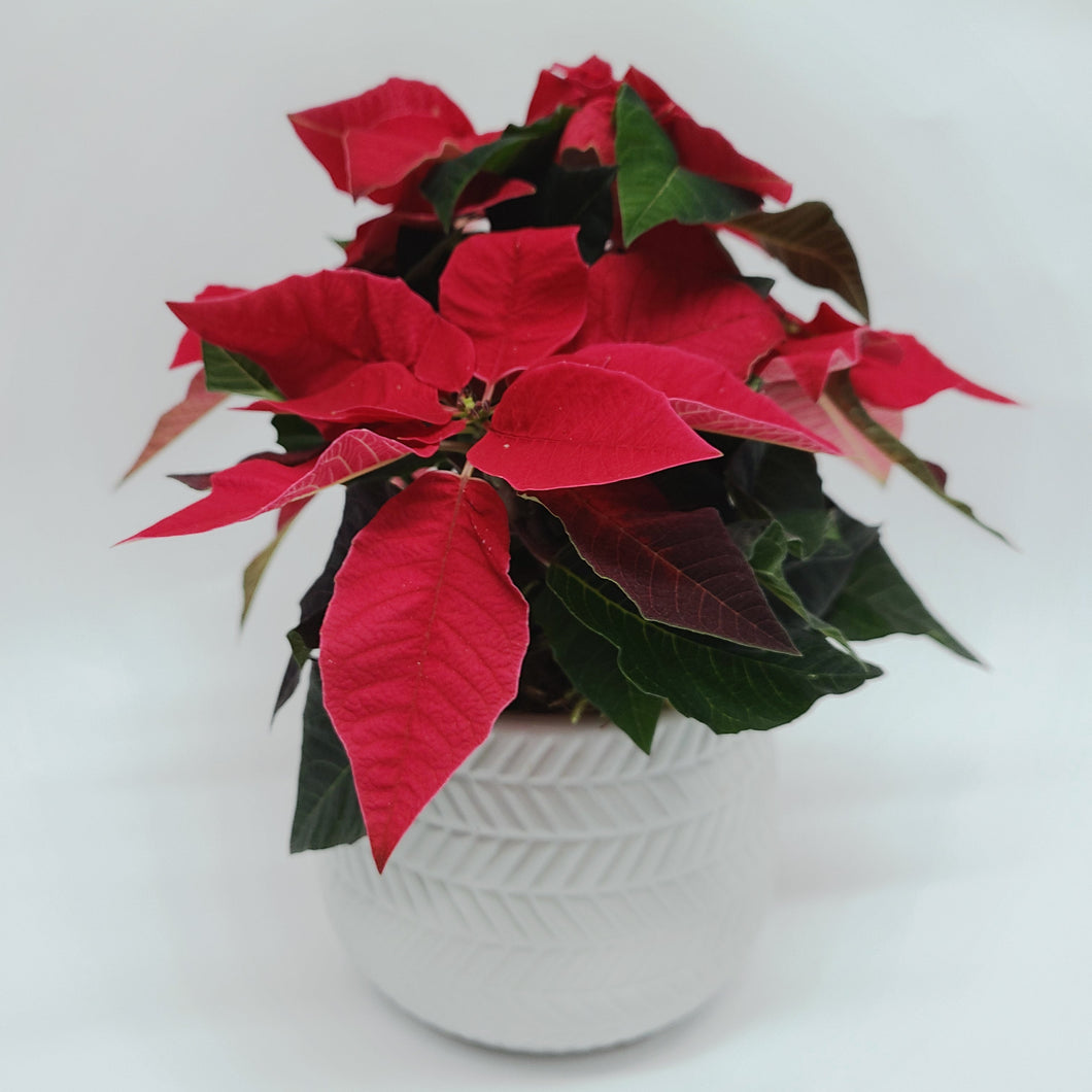Poinsettia Planter