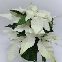 Load image into Gallery viewer, Poinsettia Planter
