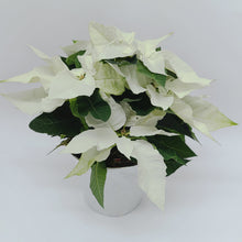 Load image into Gallery viewer, Poinsettia Planter