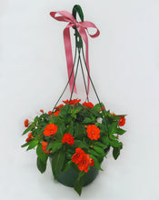 Load image into Gallery viewer, Hanging Basket