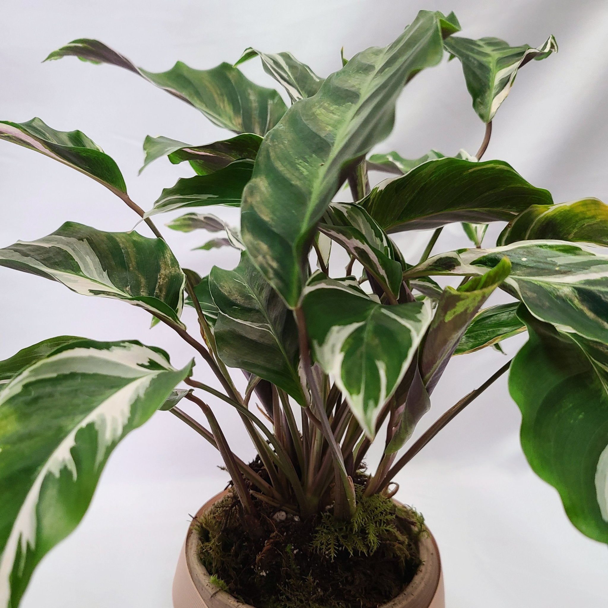 variegated tropical house plants Tropical Indoor Planter