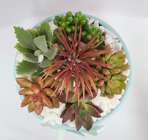 Succulent Planter