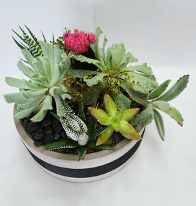 Succulent Planter