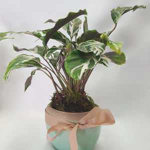 Tropical Indoor Planter